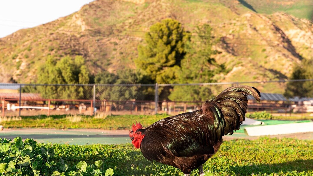 Photo of Outdoor in Santa Clarita