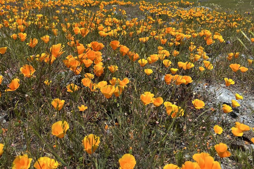Photo of Outdoor in Novato