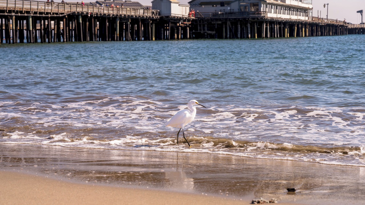 Photo of Others in West Beach