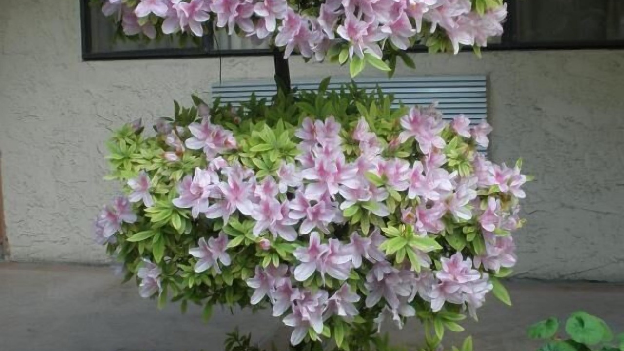 Photo of Outdoor in Glendora
