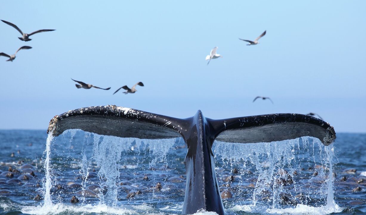 Photo of Others in Capistrano Beach