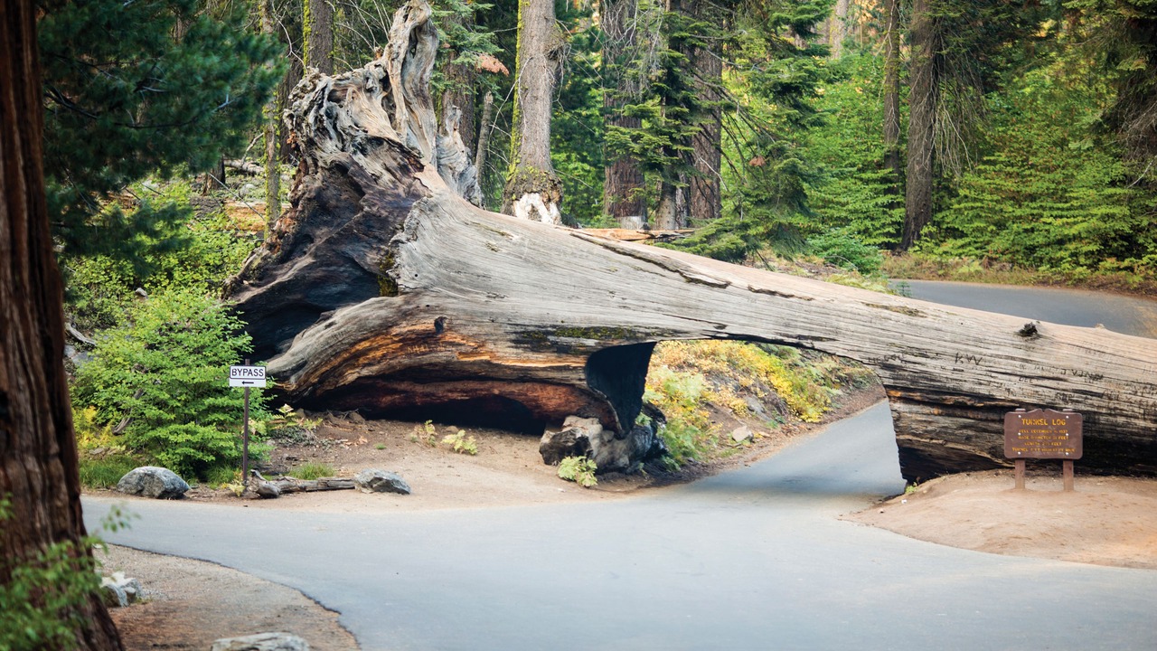 Photo of Outdoor in Sequoia National Park