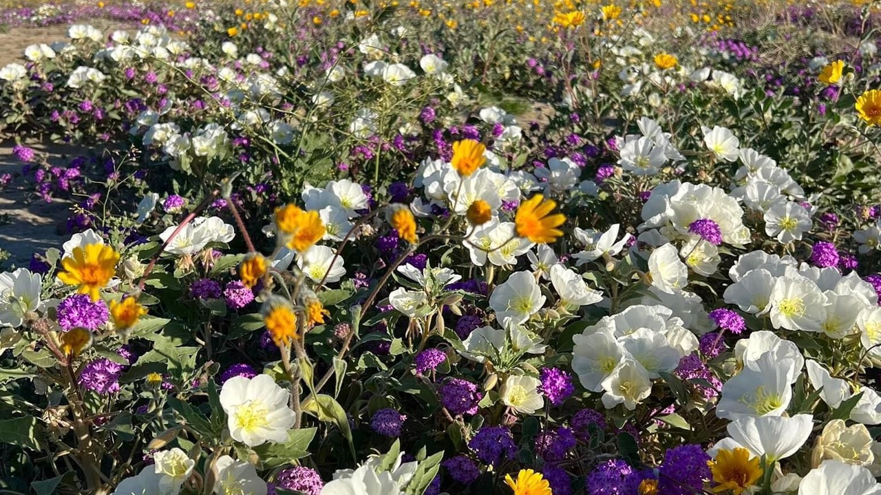 Photo of Outdoor in Borrego Springs
