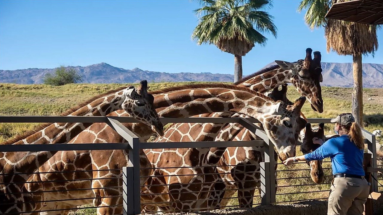 Photo of Others in Palm Desert