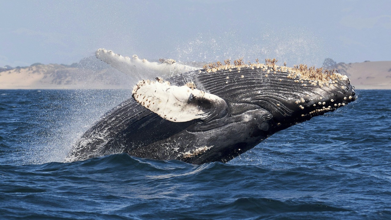 Photo of Others in Seaside