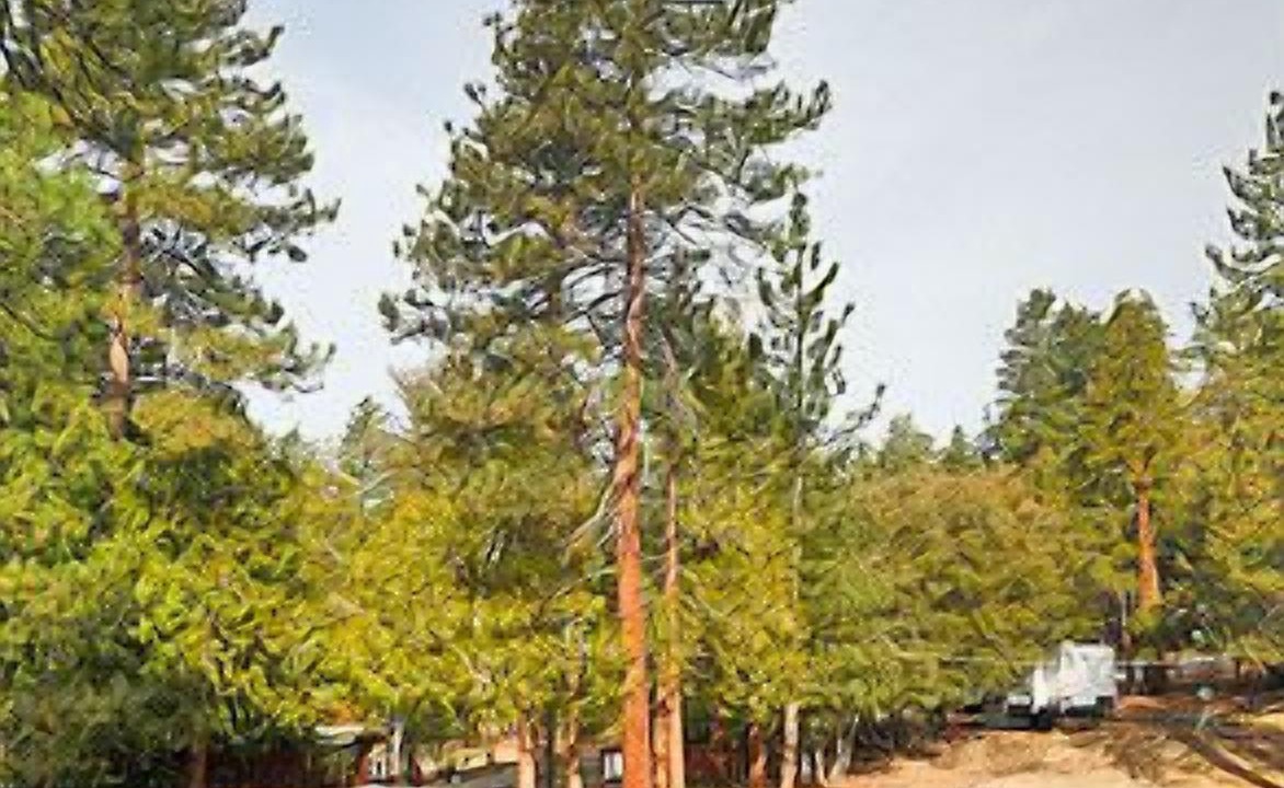 Photo of Outdoor in Idyllwild