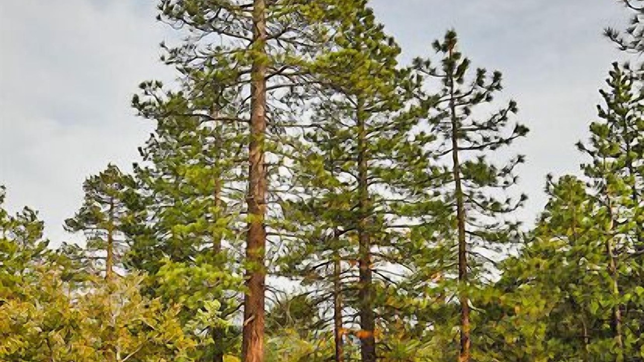 Photo of Others in Idyllwild