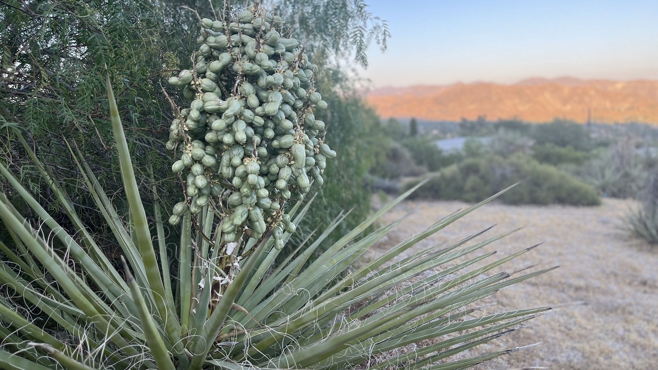 Photo of Outdoor in Morongo Valley