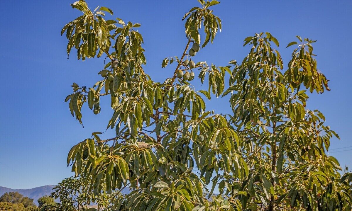 Photo of Outdoor in Daley Ranch