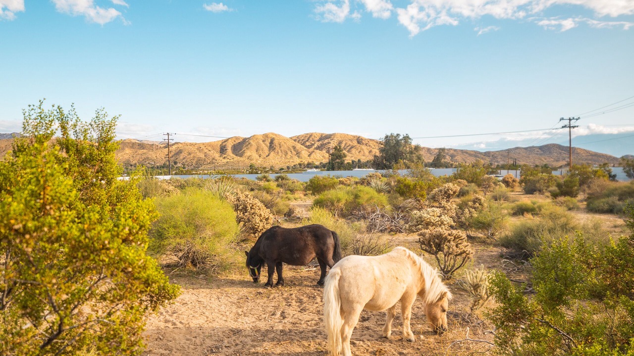 Photo of Outdoor in Morongo Valley