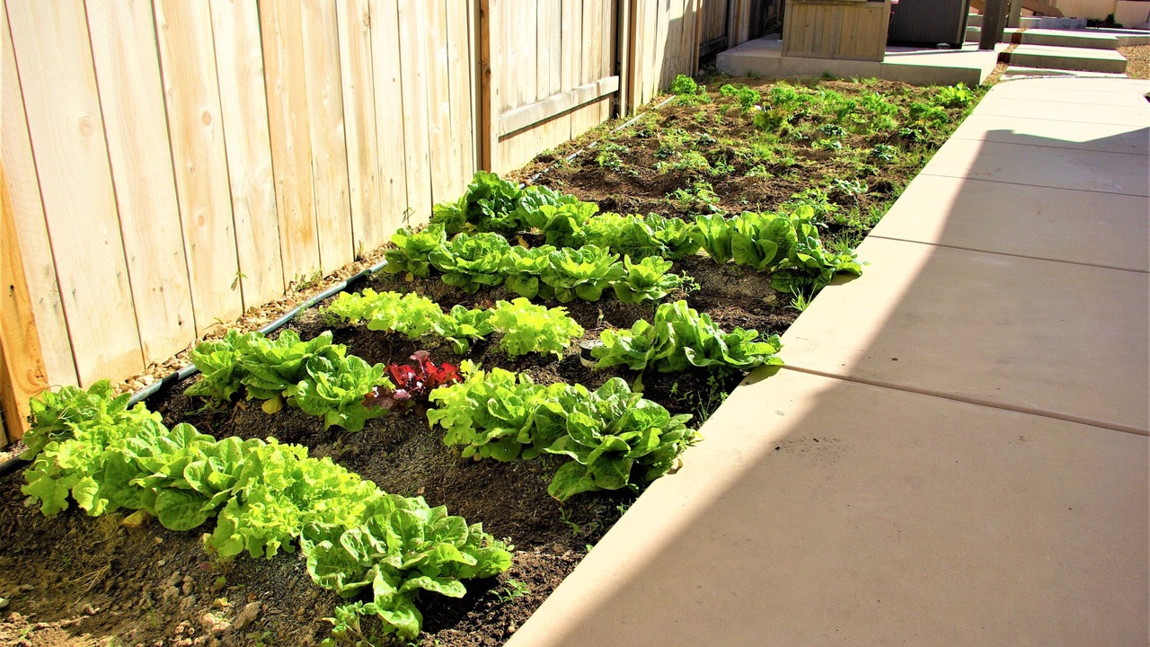 Photo of Outdoor in Mira Mesa