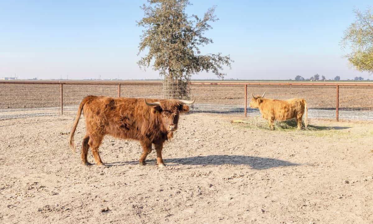 Photo of Others in Tulare