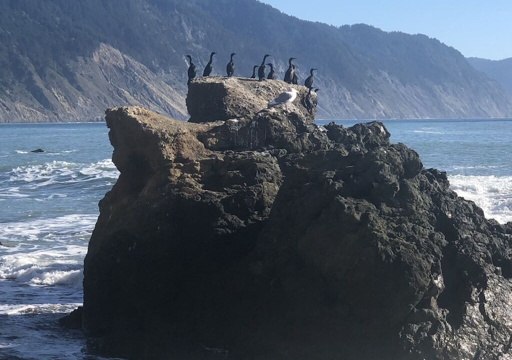 Photo of Others in Shelter Cove