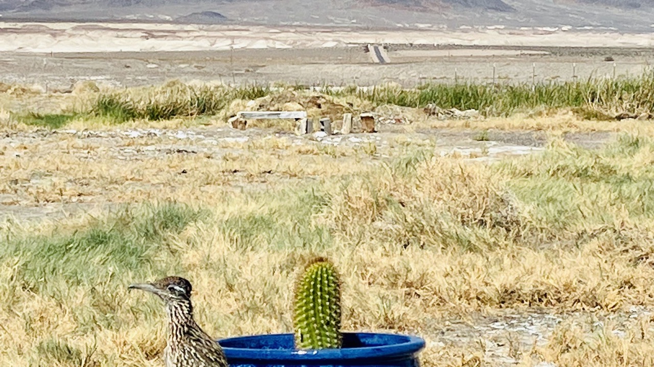 Photo of Outdoor in Tecopa