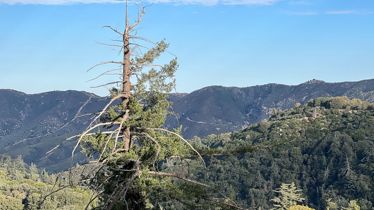Photo of Others in Crestline