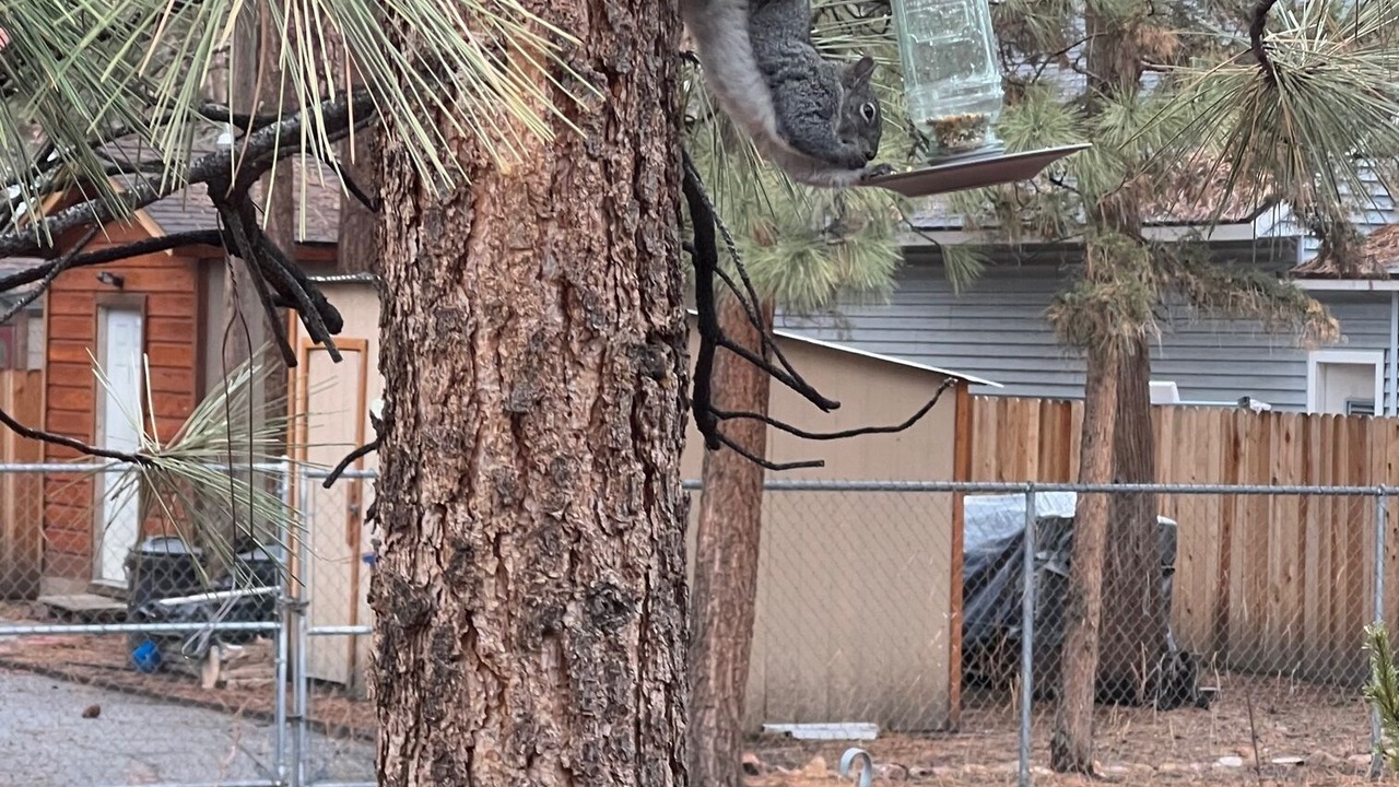 Photo of Others in Big Bear City