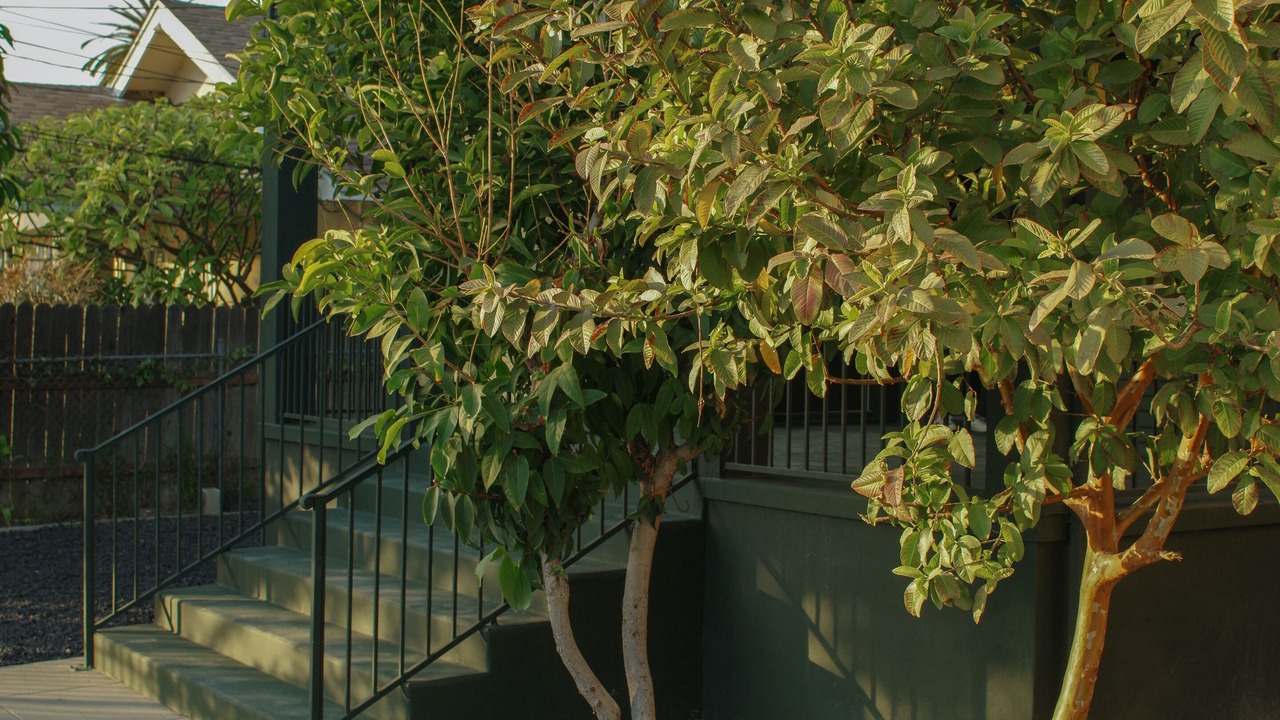 Photo of Outdoor in Elysian Heights