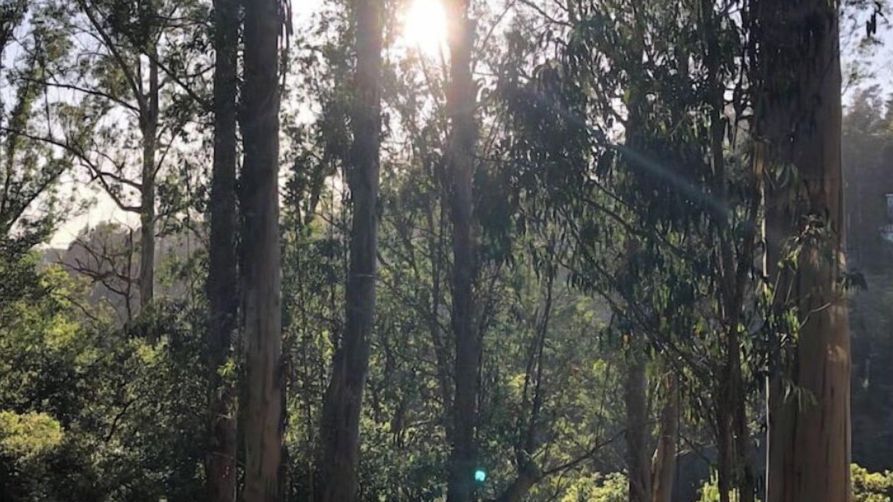 Photo of Outdoor in Piedmont Pines