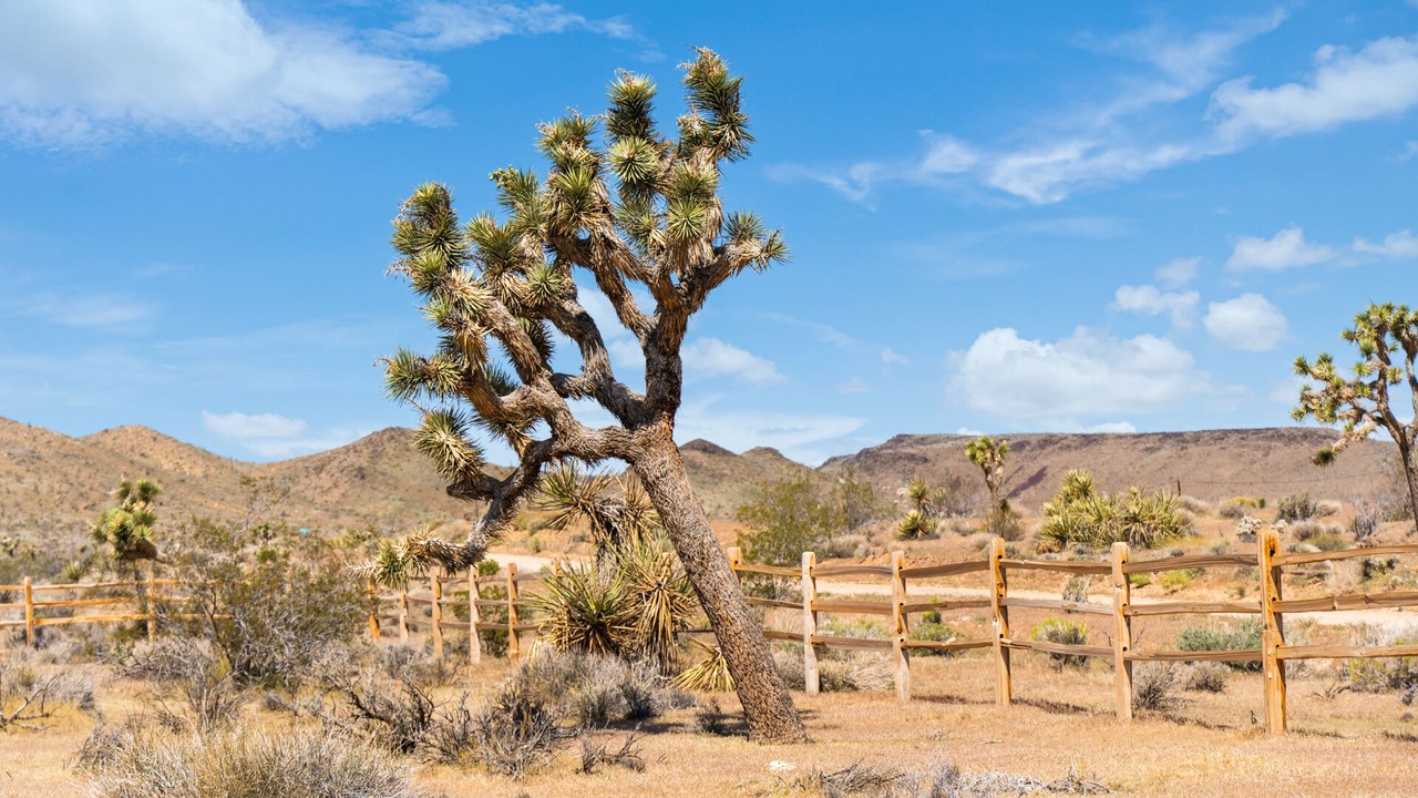 Photo of Outdoor in Yucca Valley