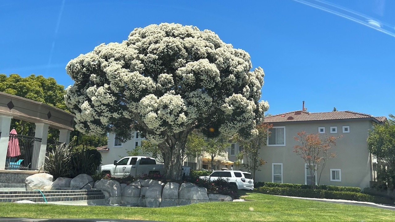 Photo of Outdoor in Aliso Viejo