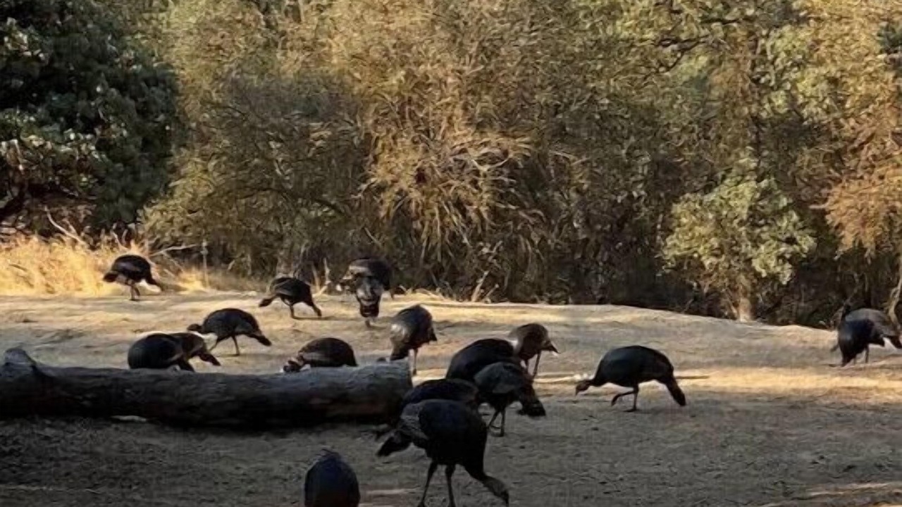 Photo of Others in California Hot Springs