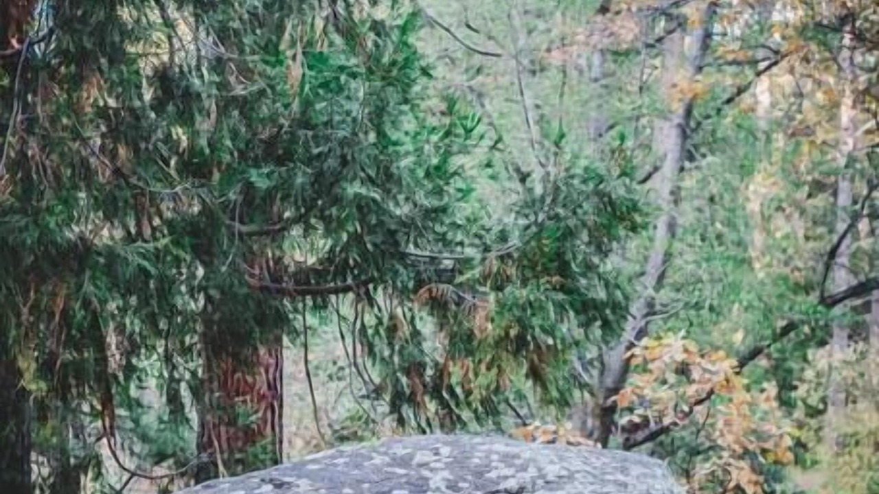 Photo of Outdoor in Idyllwild