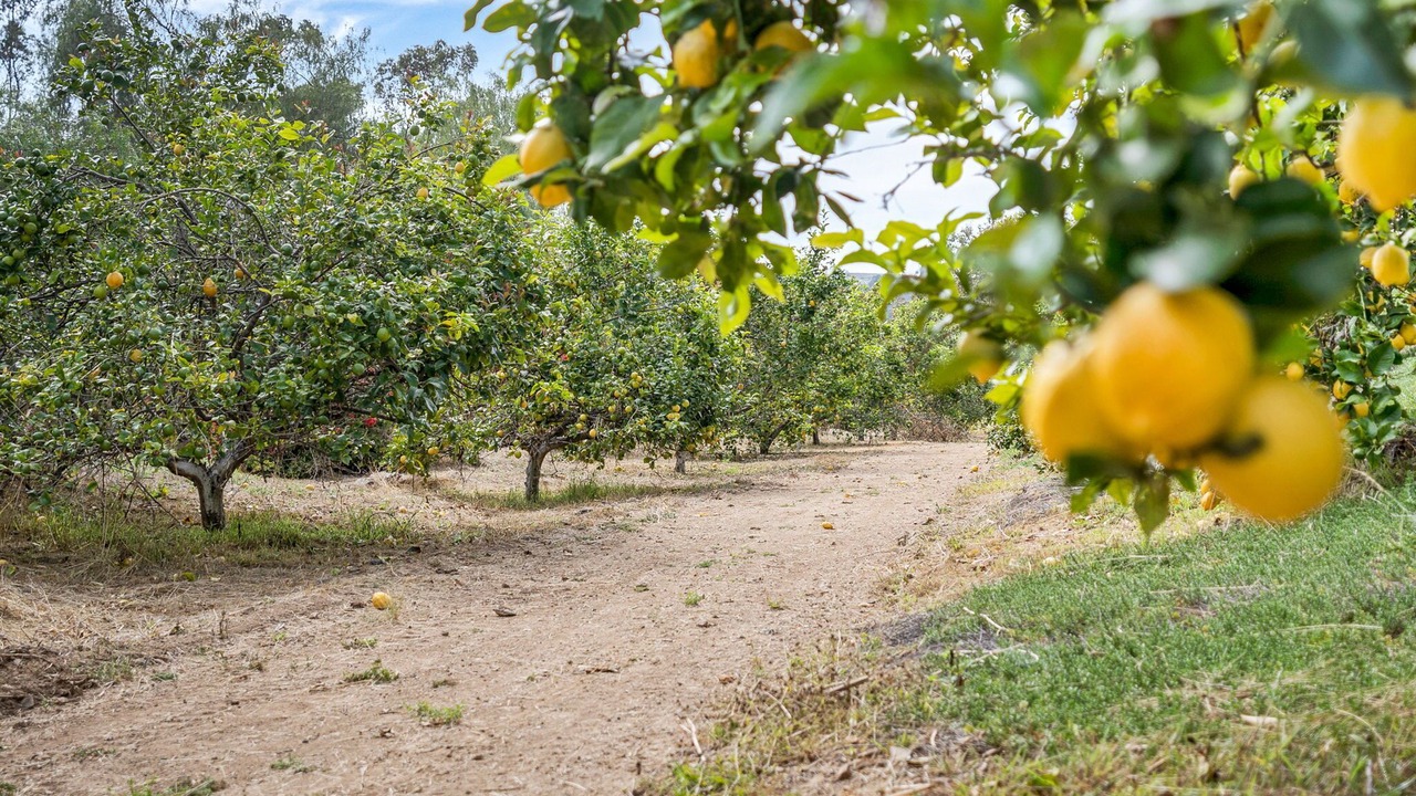 Photo of Outdoor in Escondido