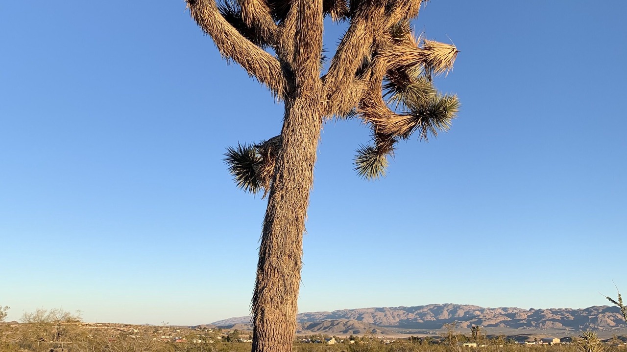 Photo of Outdoor in Joshua Tree