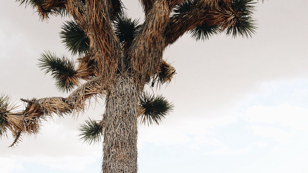 Photo of Outdoor in Joshua Tree