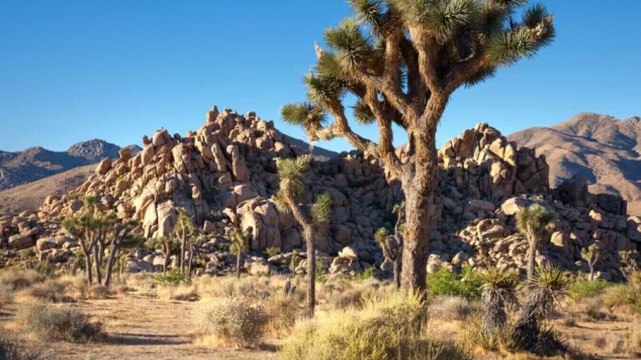 Photo of Outdoor in Palm Desert