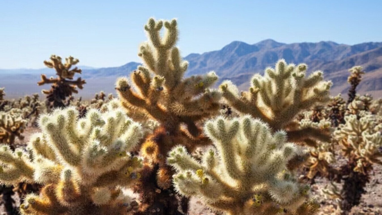 Photo of Others in Rancho Mirage