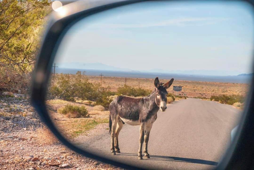 Photo of Others in Mojave Desert
