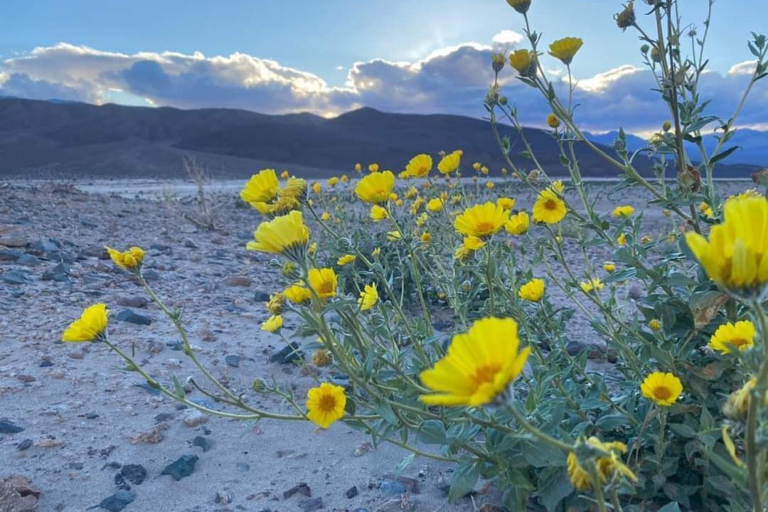 Photo of Others in Mojave Desert