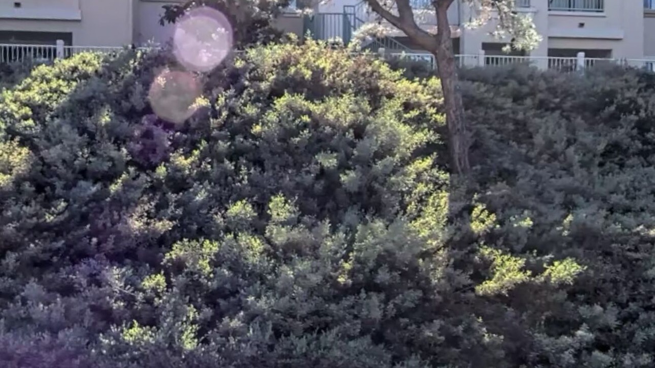 Photo of Outdoor in Sabre Springs