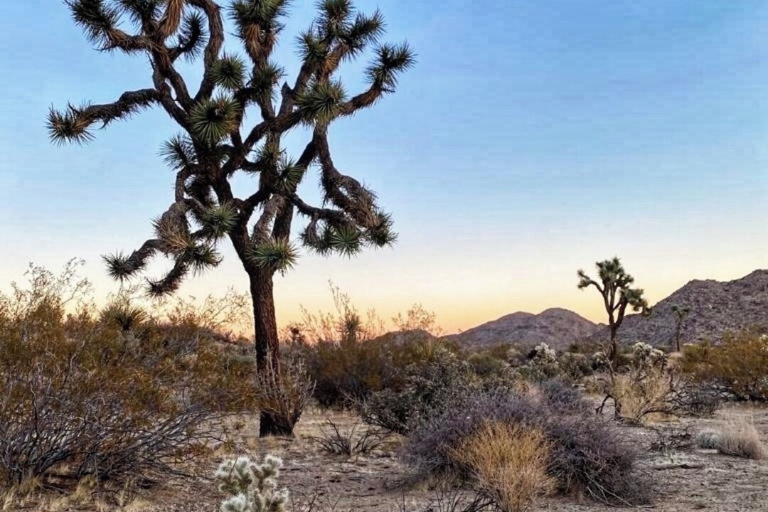 Photo of Others in Joshua Tree Highlands
