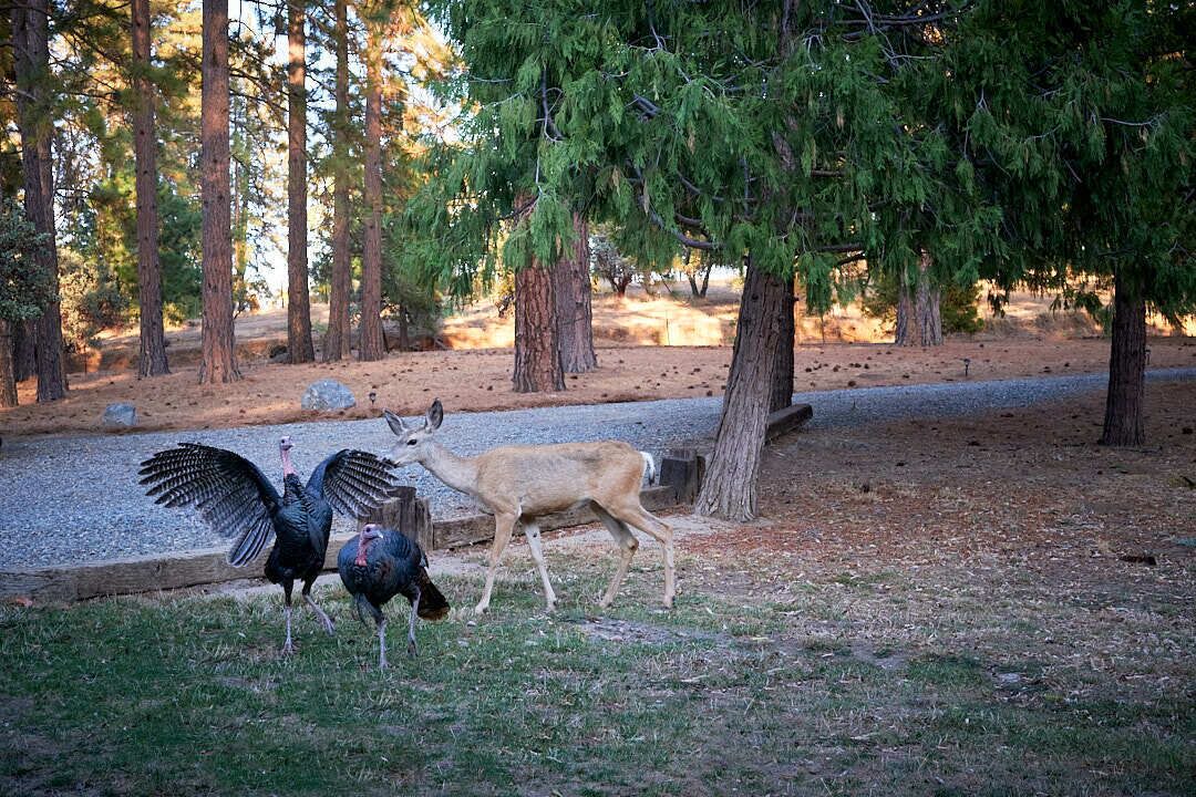 Photo of Outdoor in North Fork