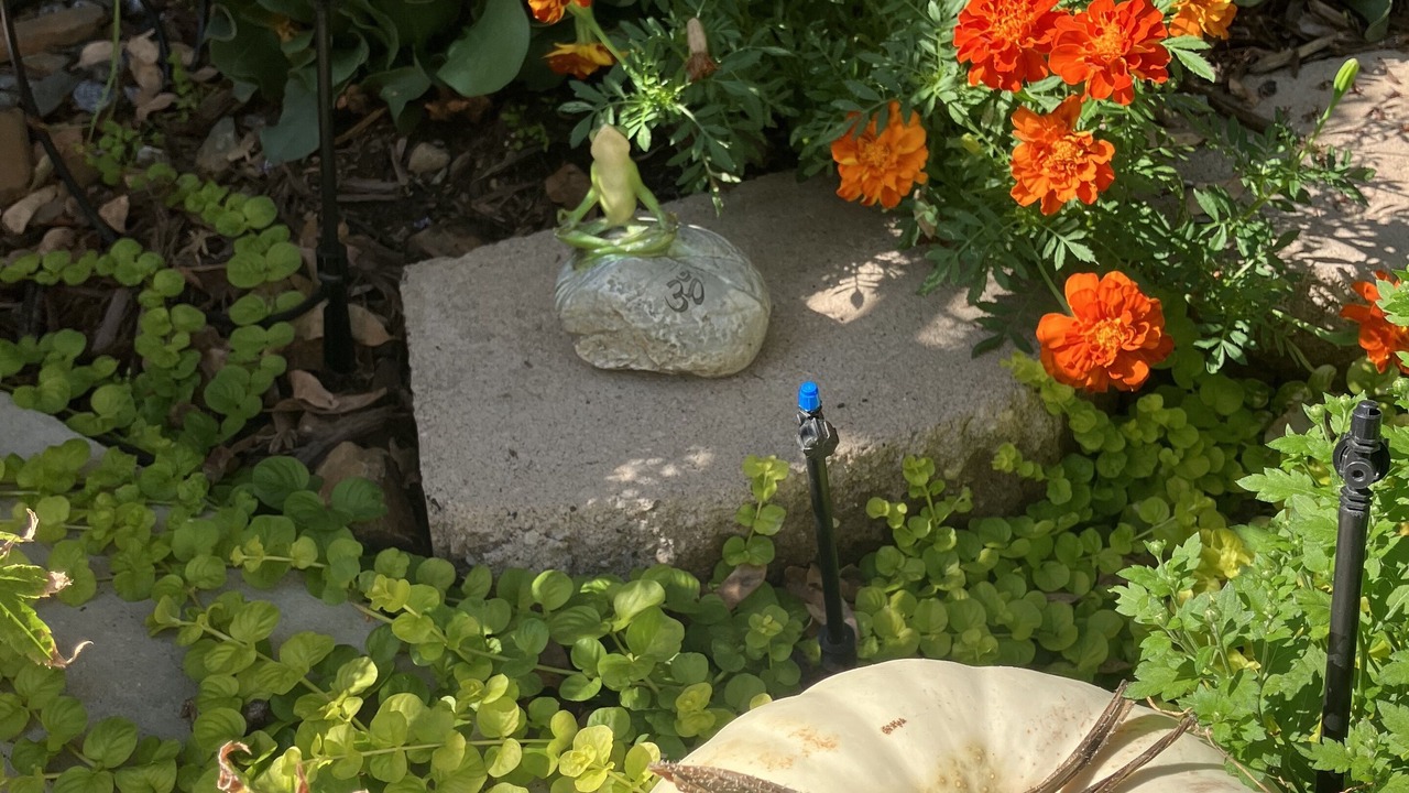 Photo of Outdoor in Auburn