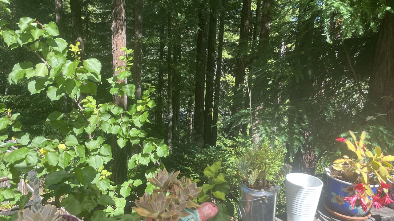 Photo of Outdoor in Myers Flat