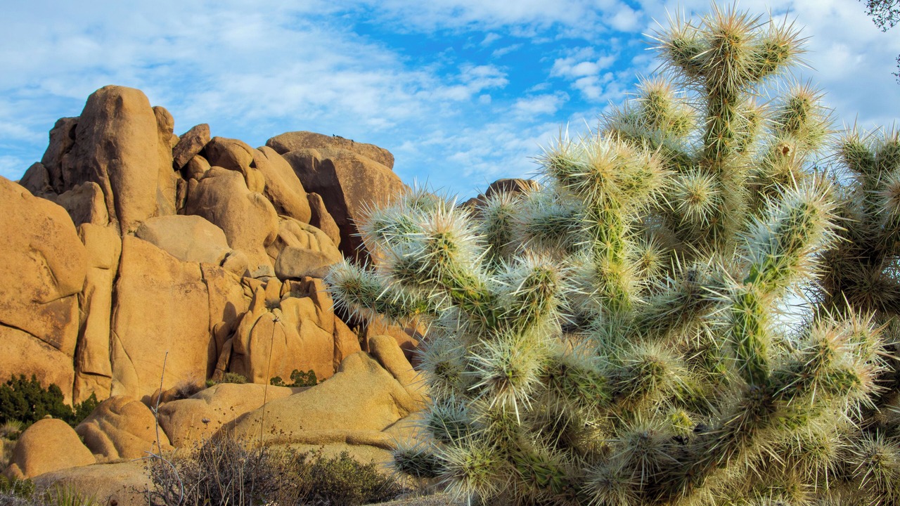 Photo of Others in Twentynine Palms