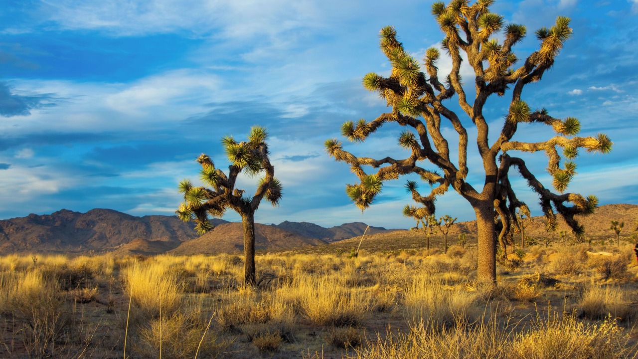 Photo of Others in Twentynine Palms