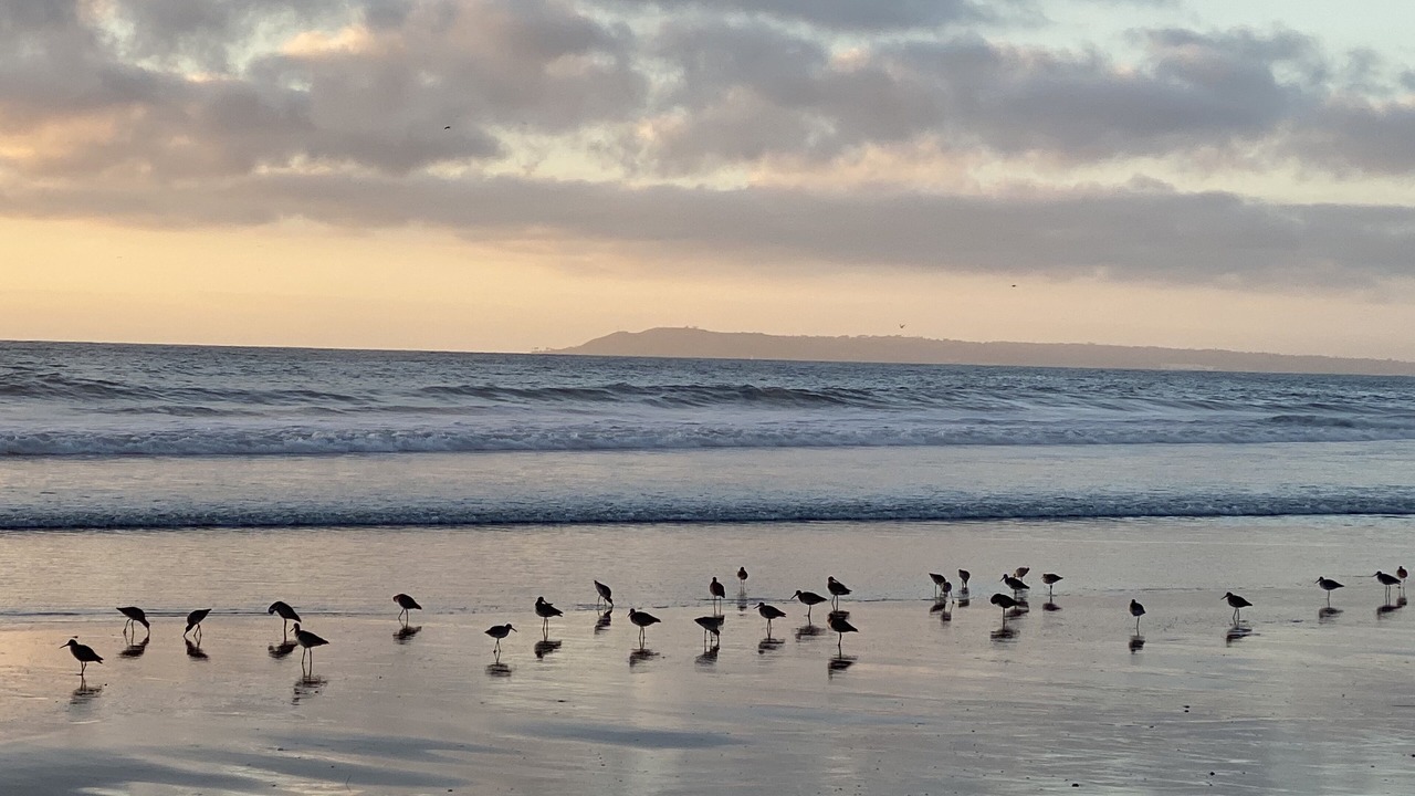 Photo of Others in Imperial Beach
