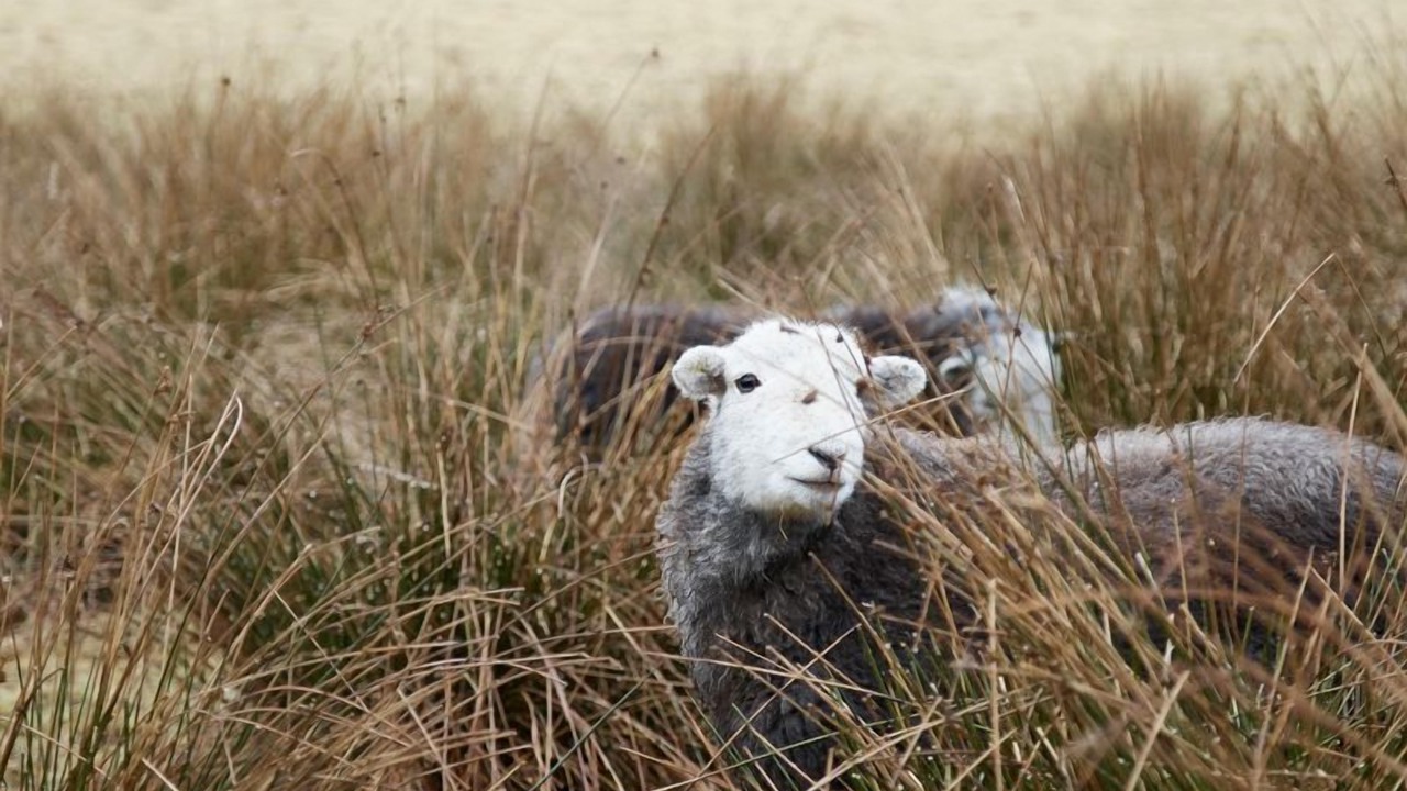 Photo of Others in Elterwater