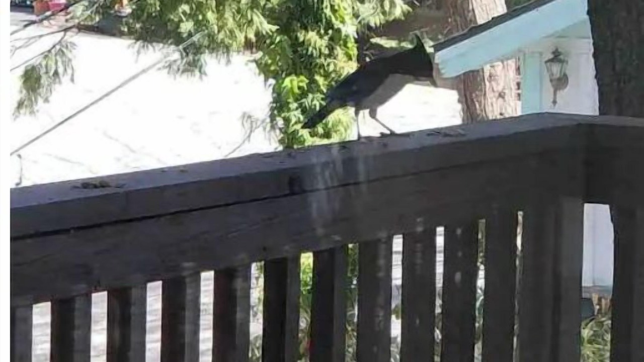 Photo of Outdoor in Blue Jay