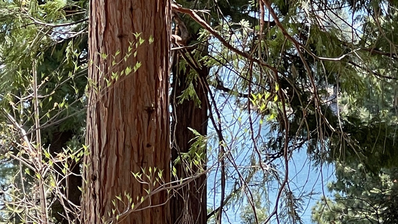 Photo of Others in Blue Jay