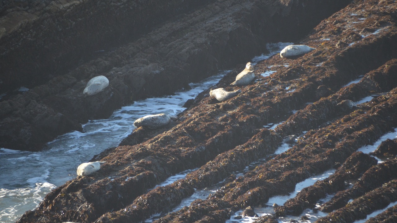 Photo of Others in Point Arena
