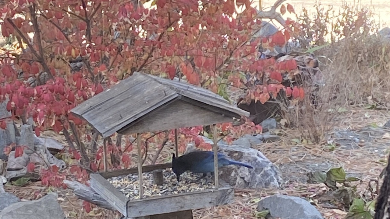 Photo of Outdoor in Wrightwood