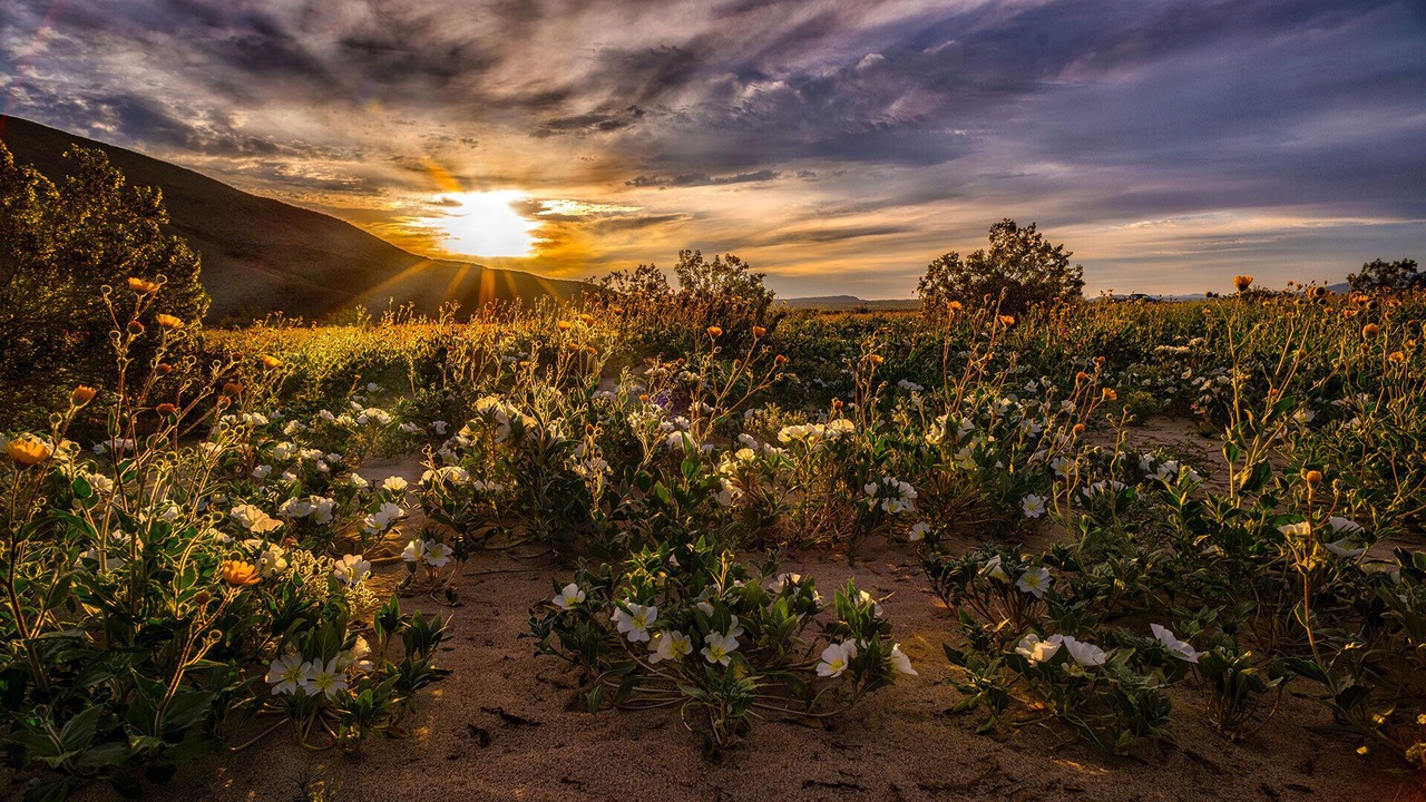 Photo of Others in Borrego Springs