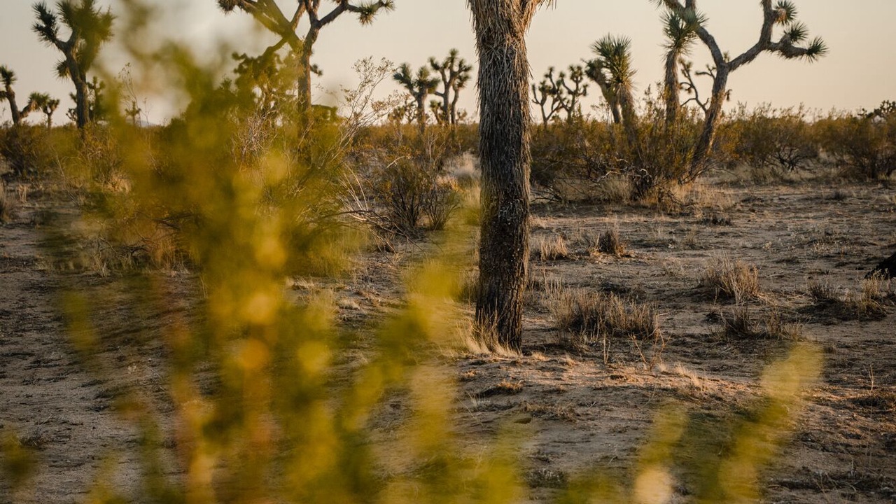 Photo of Outdoor in Landers