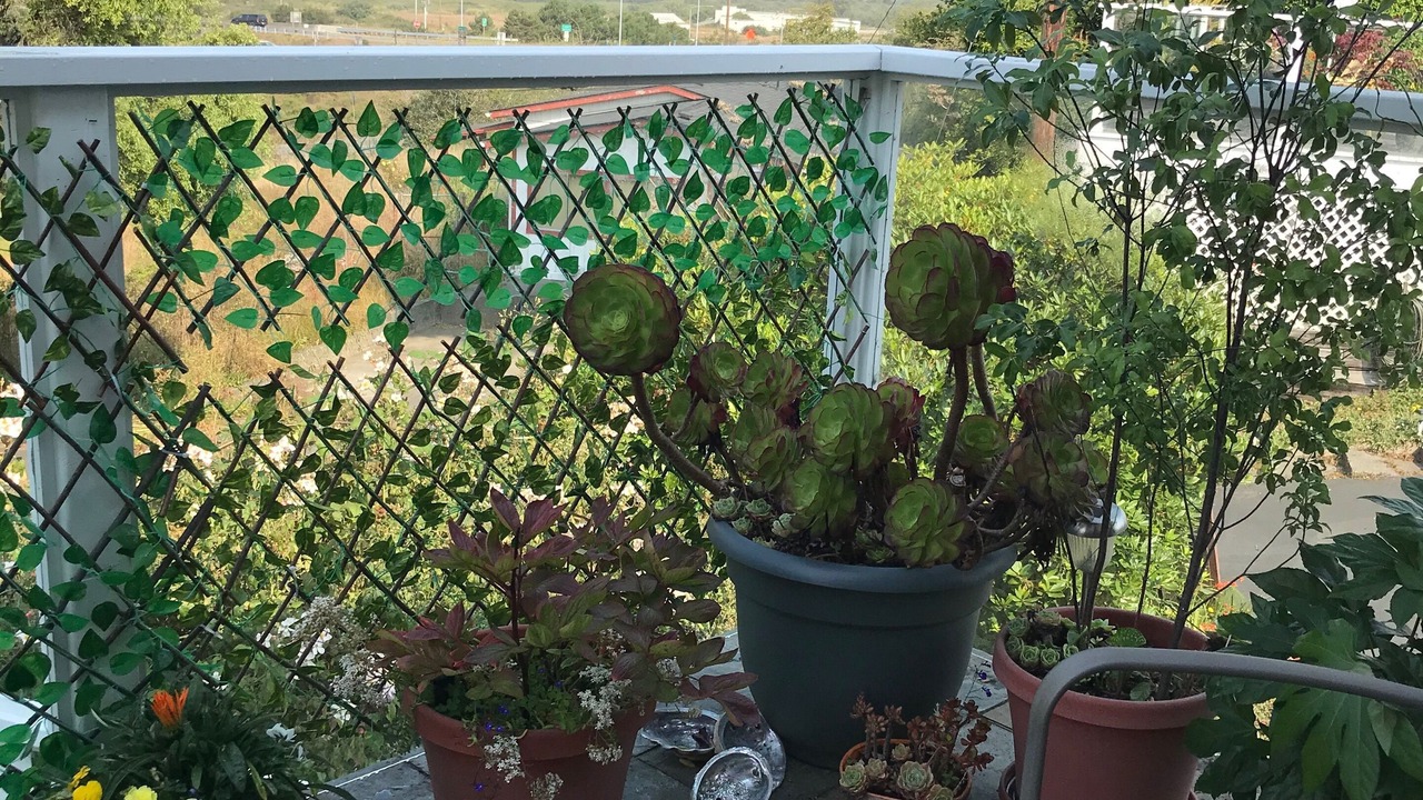 Photo of Patio Balcony in Eureka