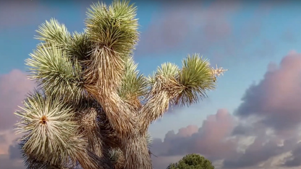 Photo of Outdoor in Yucca Valley